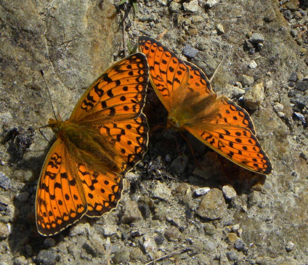 da identificare - Argynnis (Fabriciana) niobe